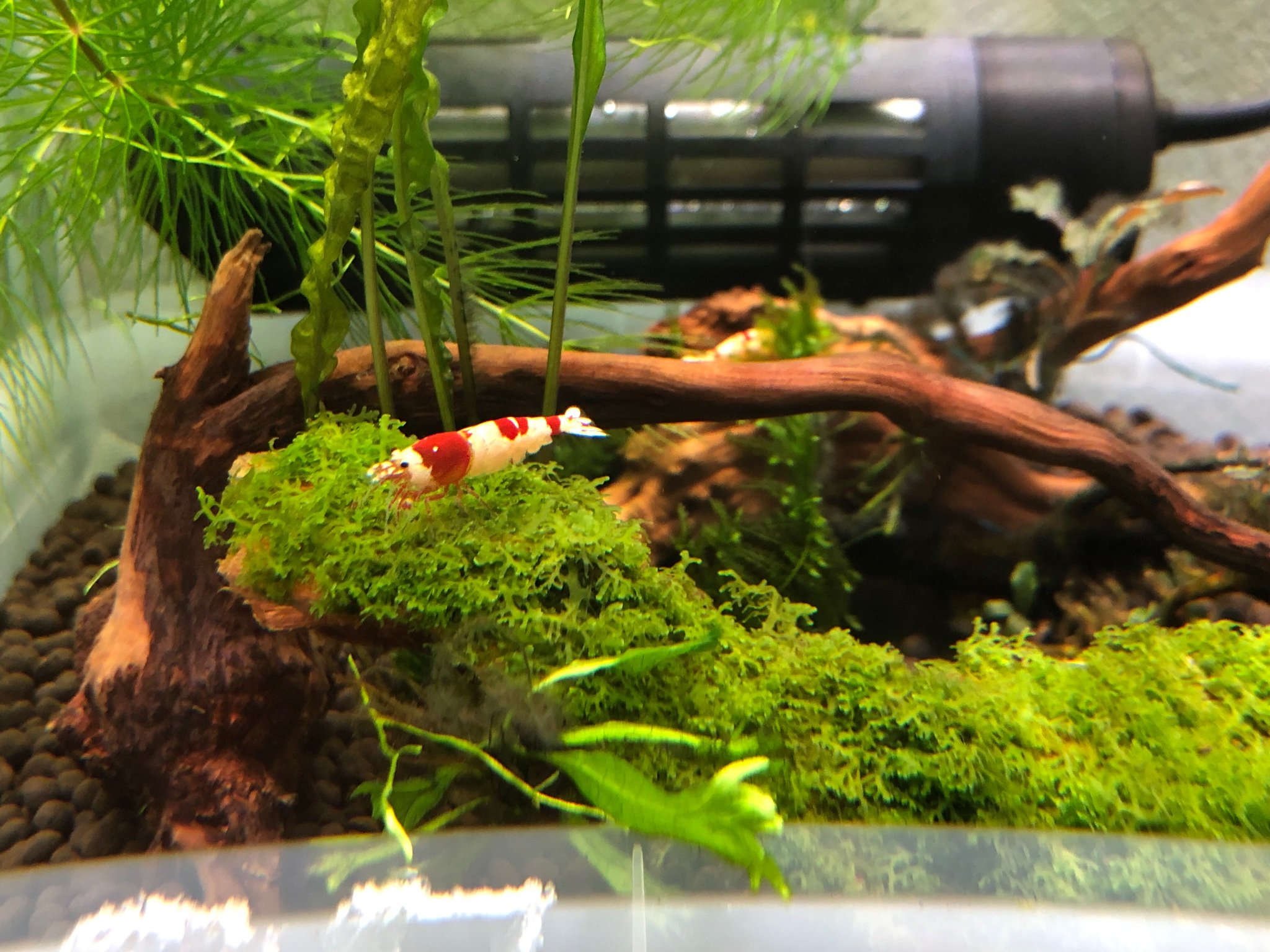 SouEbi_SeaSand's profile picture. エビ🦐とメダカ🐟とアグラオネマ🌱を中心に独り言言ってます。 2人の男の子と戯れる合間に写真を中心にアップいたします。 空手とサルも好きです！ 無言フォローお許し下さい。 ツイートでの無礼な言動に悪意はありません。FF外からご返信大歓迎です。 お気軽にお願い致します。