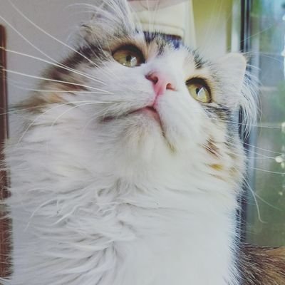 yunseoa_'s profile picture. seoa or soy - artist - i love my cat look at her she's the cutest - GBF FFXIV CATS PKMN FE ACNH - COMMISSION STATUS: FULL