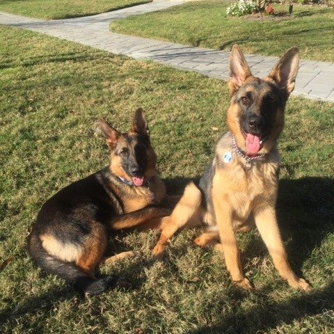 Family, GSDs, Warriors, Veterans, Patriots, and clean skies.