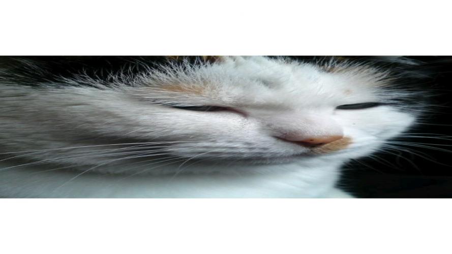 アベリィさんのプロフィール画像