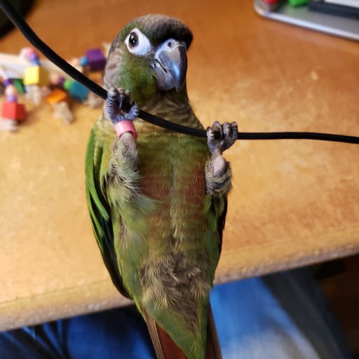 94sheam's profile picture. Expert in birb law.