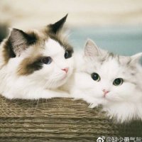 我的源老空大 (@xiqlp1s6dev57xg) 's Twitter Profile