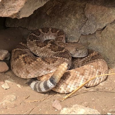 NMHS promotes the scientific study of New Mexico’s reptile and amphibian populations and the recognition of these animals' role in the ecosystem.