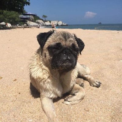 I’m a fierce pug living the life w/ my family in Thailand. I like to play all day in the surf at the beach when I’m not being a thug on the streets of Bangkok.