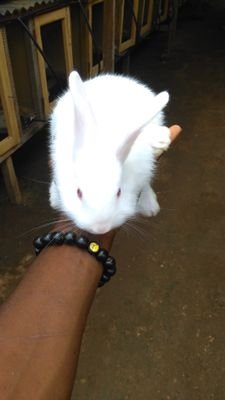 BeyuoLinus's profile picture. I love being with my animals, they put smiles on my face😇😊,man united fun,a football lover .