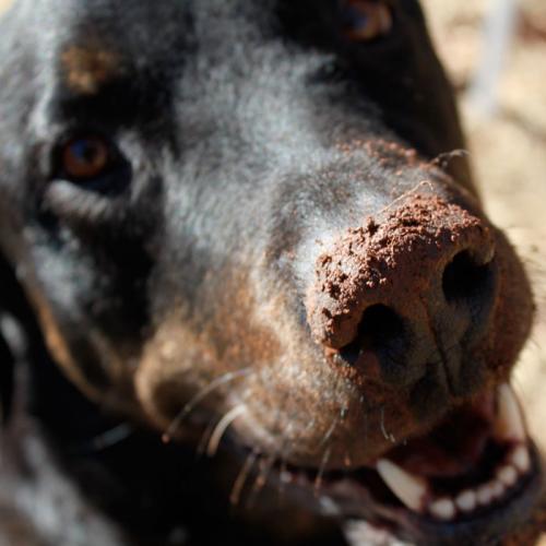 I am a highly skilled top doubletriple secret agent. My goal is to save the world, one paw dig at a time. The Lab in me is excited, the Rottie, playful!