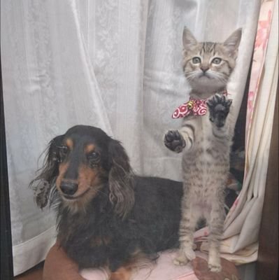 にゃんず7匹と愛犬プチ🌈🐶(16歳7ヶ月で🌠🌈に)愛猫レイ🌈🐈(保護して18日後🌠に)ルナ🐈ひな🐈ジジ🐈とアルテミス🐈黒みつときなこ🐈🐈はな🐈の日常🏡 🐶🐈以外のことも呟きます。
リプ&♥のお返し&フォロバかなりゆるりです。できない時もありますm(__)mｺﾞﾒﾝﾅｻｲ