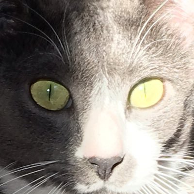 Rédactrice en chef Le Courrier de la Ligue. Trimestriel de la Ligue Française contre la sclérose en plaques. Psychopraticienne Auteure
