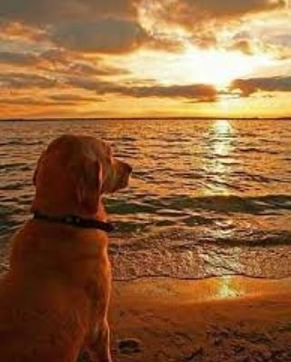 Jeanetramrez261's profile picture. me gusta la música leer artesana y animalista protecciónista !!!