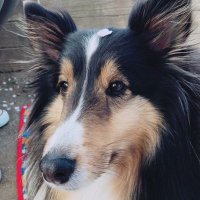 ウェンディ--Sheltie(@dog_Wendy) 's Twitter Profile Photo