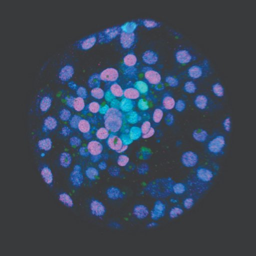 We investigate the mechanisms that direct cell fate in human embryos and stem cells. Rotating curation by lab members.