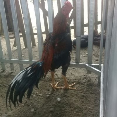 pemuasasan's profile picture. indonesia