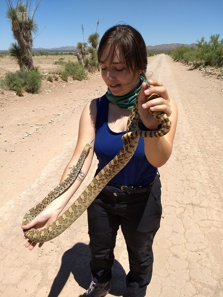 PhD candidate in #ecology and #evolutionary #biology at @UTEP working on the behavioral ecology of Crotalus atrox 🐍