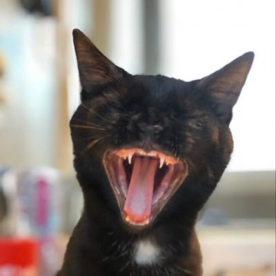 Peekaboo1018's profile picture. 