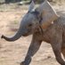 Elephant Hurdler (@elephanthurdler) Twitter profile photo Elephant Hurdler (@elephanthurdler) Twitter profile photo