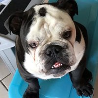 Bob the bulldog(@Bobthebulldog3) 's Twitter Profile Photo