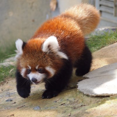 wakasagi2010's profile picture. SMが好きなS男性。牝犬プレー、緊縛、拘束、コスプレ、BONDAGE、磔、遠隔バイブ・ローター、羞恥プレー、拘束具、クリピアス、乳首ピアスなどが好み。