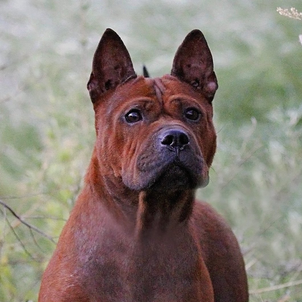 The US Chongqing Dog Conservation Project is the first breeding program to introduce this unique and ancient breed to the United States. https://t.co/1guAXj9x74