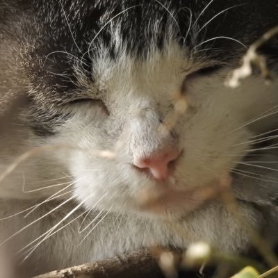 がとさんさんのプロフィール画像