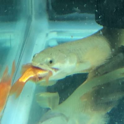 ニックネームテ おはようございます ダトニオとキャットとブラックゴーストが餌食べてない気がする メダカの餌いれすぎた ニックネームテ おはようございます ダトニオとキャットとブラックゴーストが餌食べてない気がする メダカの餌いれすぎた