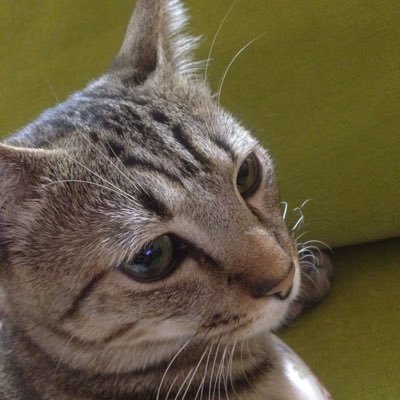 SAKURA_cat1230 Profile Picture