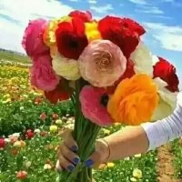 Mahammad Abdalaa (@mahammadabdala1) 's Twitter Profile