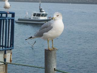 carlyn403's profile picture. education fashion art