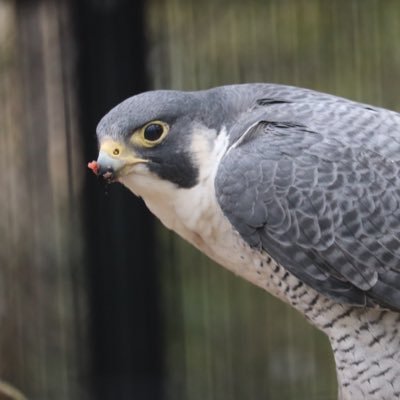 動物園大好きな飼育員のお兄さん😊バクやゾウなどの鼻の変わってる動物（ゾウアザラシ、サイガ）、ウシが大好きです〜