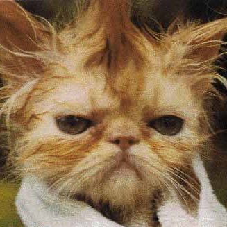 sebagilbert's profile picture. Amante de mi esposa y delirante de mis hijos. Fanático del fútbol, la UC y el rock. Emprendedor furioso. Viajero y caminante... and I believe in a better world