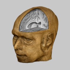 Professor in cognitive and systems neuroscience - The brain rules the mind; would-be runner and musician; @hansopdebeeck.bsky.social