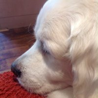 weaveg (@weaveg) 's Twitter Profile