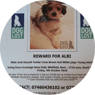 Please help find our boy Albi, follow us on Facebook ‘finding albi’ LOST IN KENT, but could be anywhere by now! £5000 reward! Please call 07460 436102. Thanks❤️