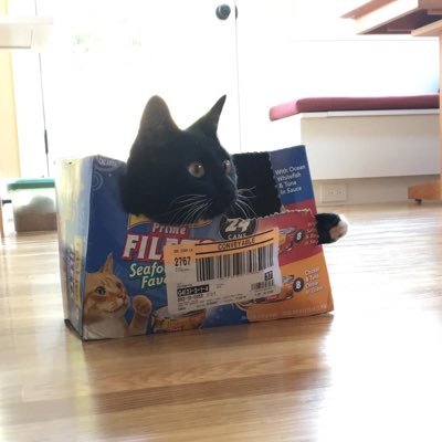 very expert very secret cat agent (7 years old)
