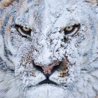 Trader_pearson (@pearsontrader) 's Twitter Profile