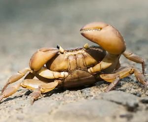 I'm a crab who dabs, what else do you NEED to know?!