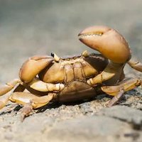 ThaDabCrab (@thadabcrab) 's Twitter Profile