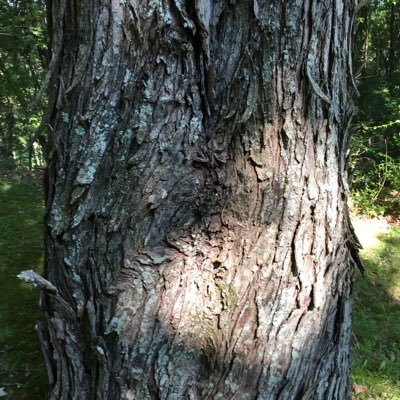 jaystone932's profile picture. #PlantPowered, #he/him/his, #gayman, #husband, #mixedancestry, #progressive