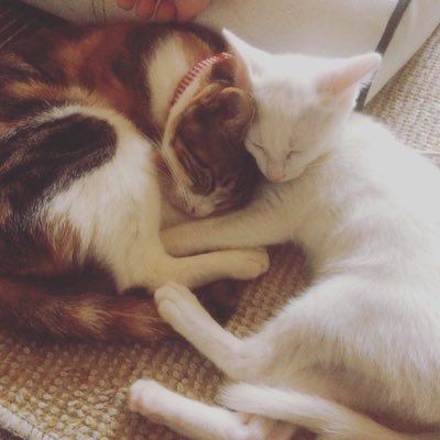 mimel0610's profile picture. 猫大好き💗ミケとトラmixのミィと白オッドアイのメルの2匹飼ってます💗2匹とも保護猫ですが幸せに暮らしてくれてるかな…🐱とりあえず猫好きさんとたわむれたい😆💗無言フォローごめんなさい🙇‍♀️気軽にフォローしてくだいね😻 #猫 #にゃんこ