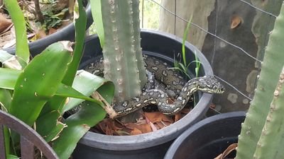 Diamond Python living in the bush in Pittwater, with my friends the Cockatoos, King Parrots and Kookaburras - my best friend is a Red Rescue Cattle Dog