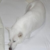 y ryo (@yad_ryo) 's Twitter Profile
