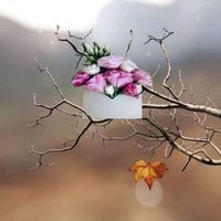 أميرة (@umshaima22) 's Twitter Profile Photo أميرة (@umshaima22) 's Twitter Profile Photo