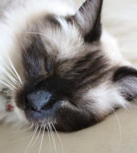 talesfromthecat's profile picture. Sport, music, games and food. Sydney Swans. Watford FC, Sydney FC. Cat's views are his own.