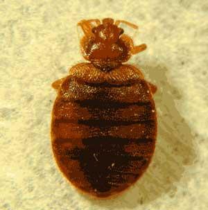 Committed to helping homeowners and renters fight bed bugs with the latest information available.