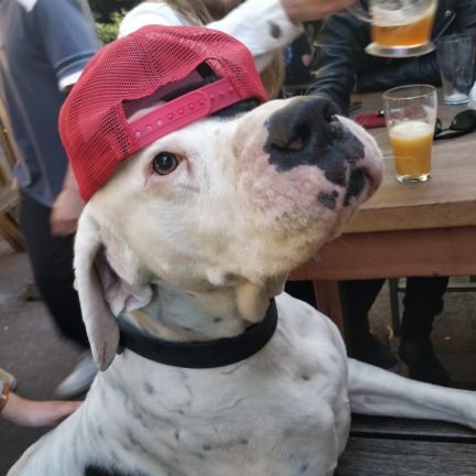 Got_Moxey's profile picture. Jack of no trades and master of less