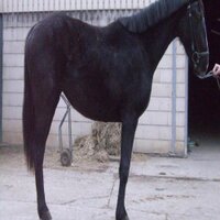 Pferde Hannoveraner (@hannoveraner_) 's Twitter Profile