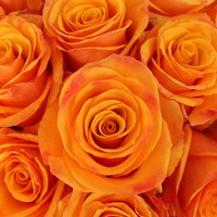Andrea 🇪🇺⭐🌹😊andreainsurrey.bsky.social 🍷 (@andreainsurrey) 's Twitter Profile