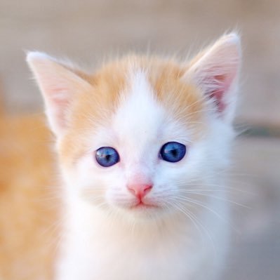 PhilipRitchie7's profile picture. I get up early, and work hard, so that my cat doesn’t have to! Mid 19th Century! OMG!