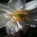 Lena Hoffman - @Lena_at_FH - Twitter