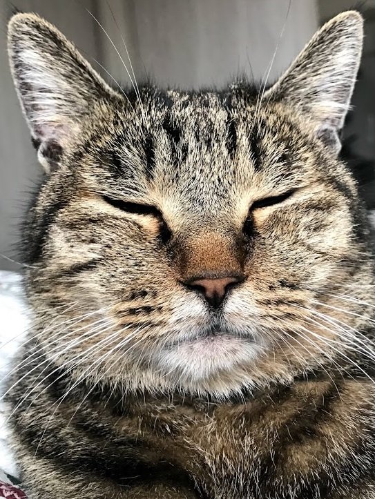 shikipoco's profile picture. ゲーム業界エンジニアです。 （現在育休中）読書やプログラム等々の呟きが主です。 無言フォローご容赦ください。。育児エンジニア。HSP。 猫大好きです・・・！   ブログでHSP目線で色々書いてます。ネガティブ。
ゲームプレイ垢：https://t.co/ry94lo5Ib8