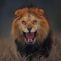 Toттi ♪.. Aι-αнιαωy (@ttoottee10) 's Twitter Profile
